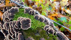mushrooms on a log
